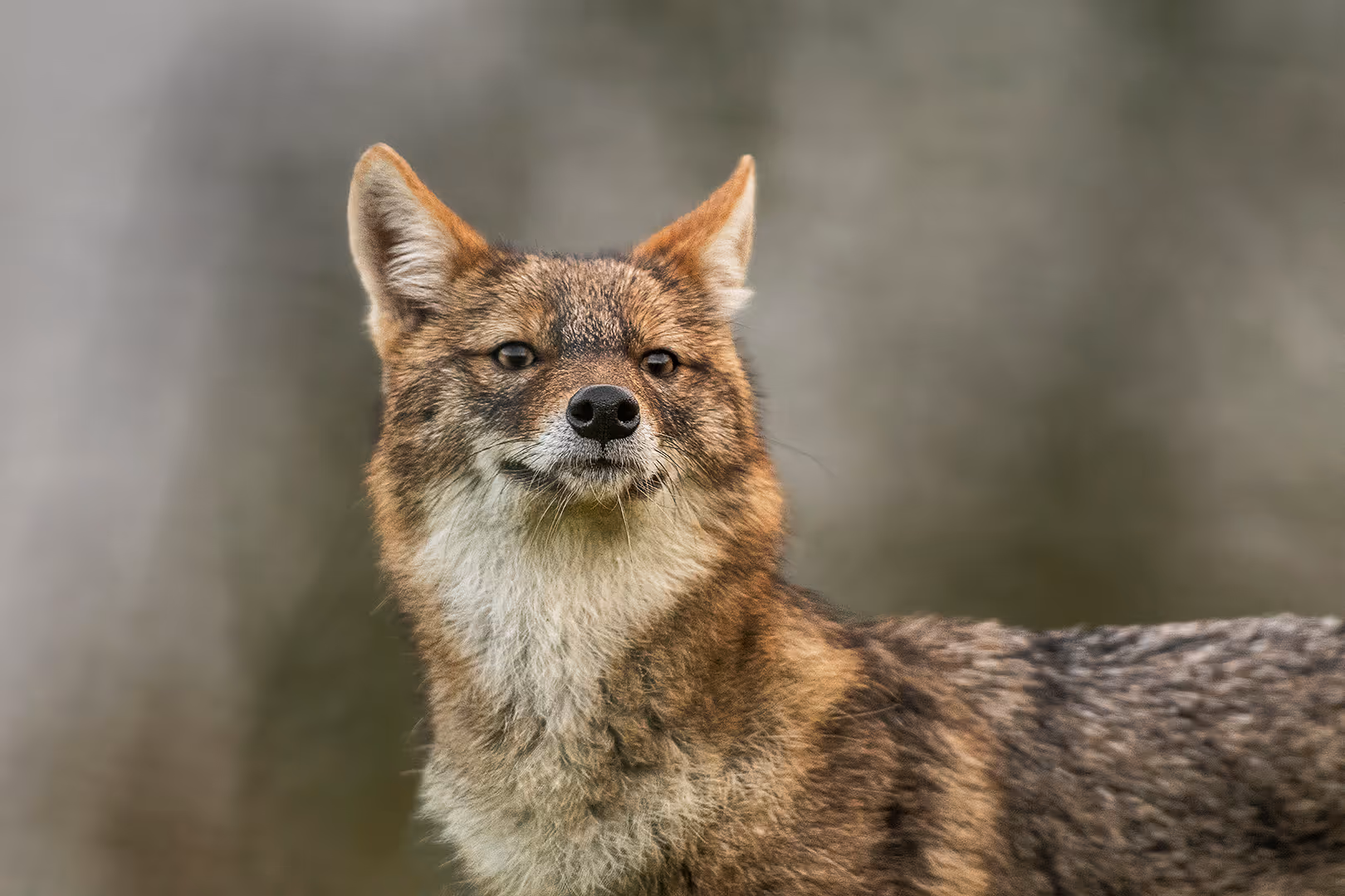 תן זהוב מביט למרחק