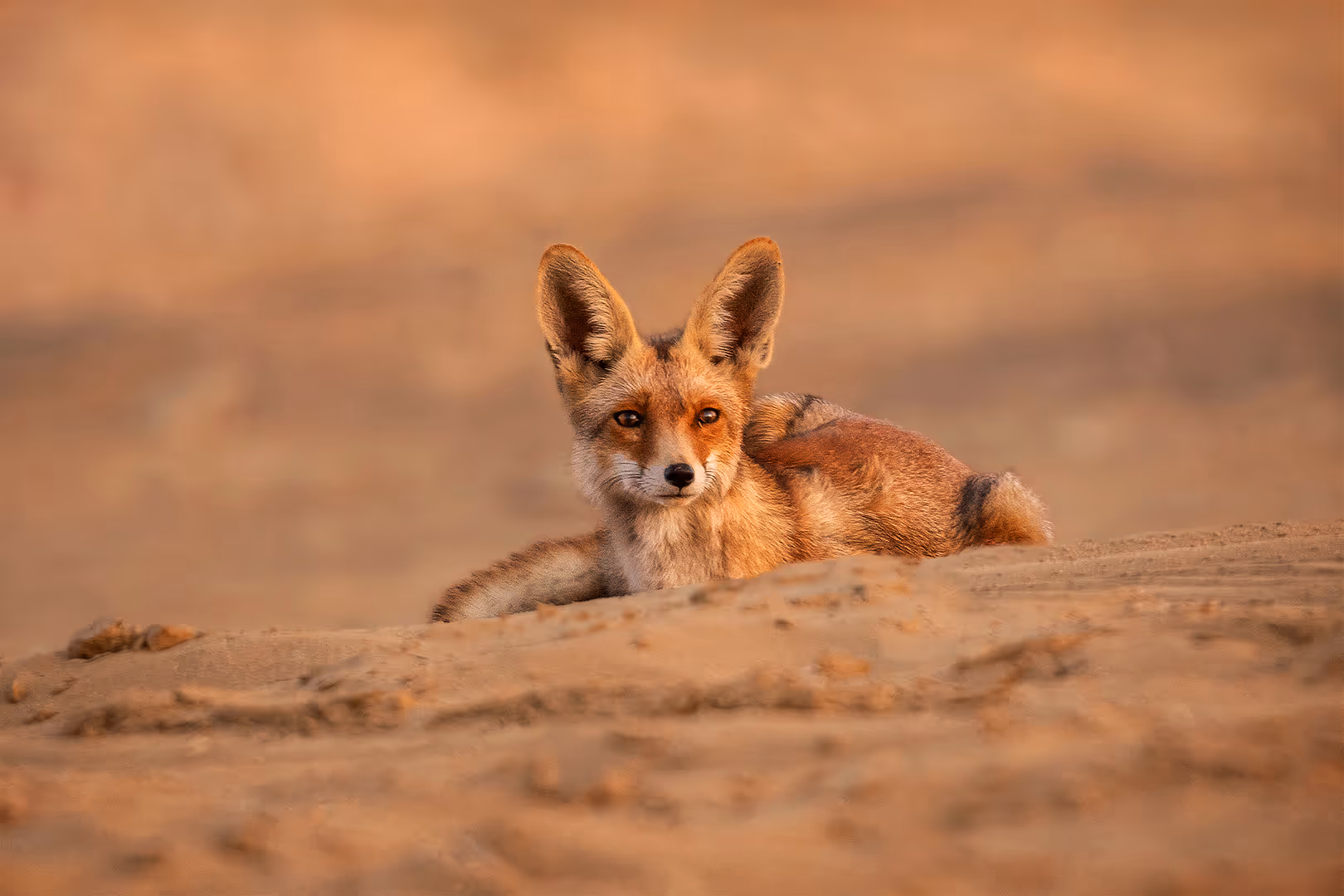 שועל מצוי נח בחולות