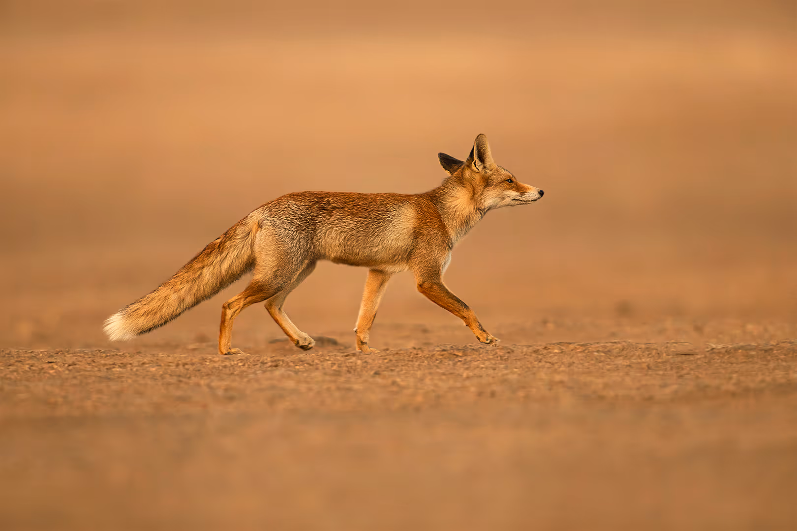 שועל מצוי בהליכה