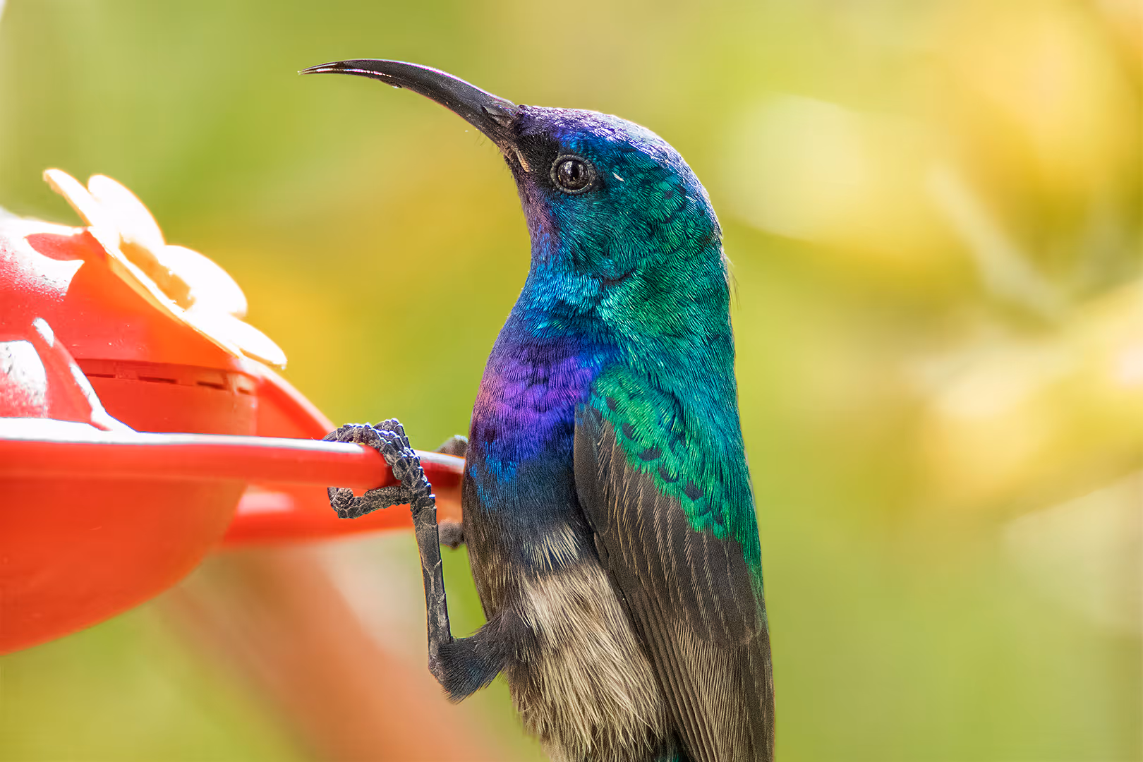 צופית בוהקת על מתקן האכלה