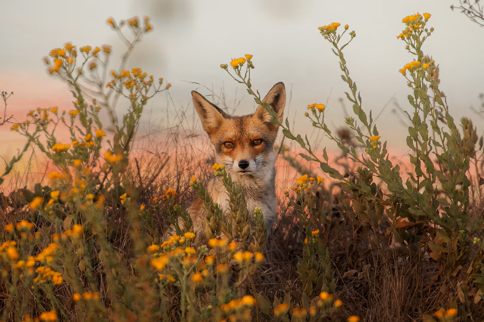 שועל מצוי בין הפרחים