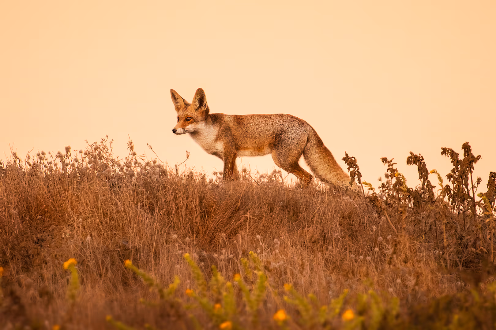 שועל מצוי הולך בעשב