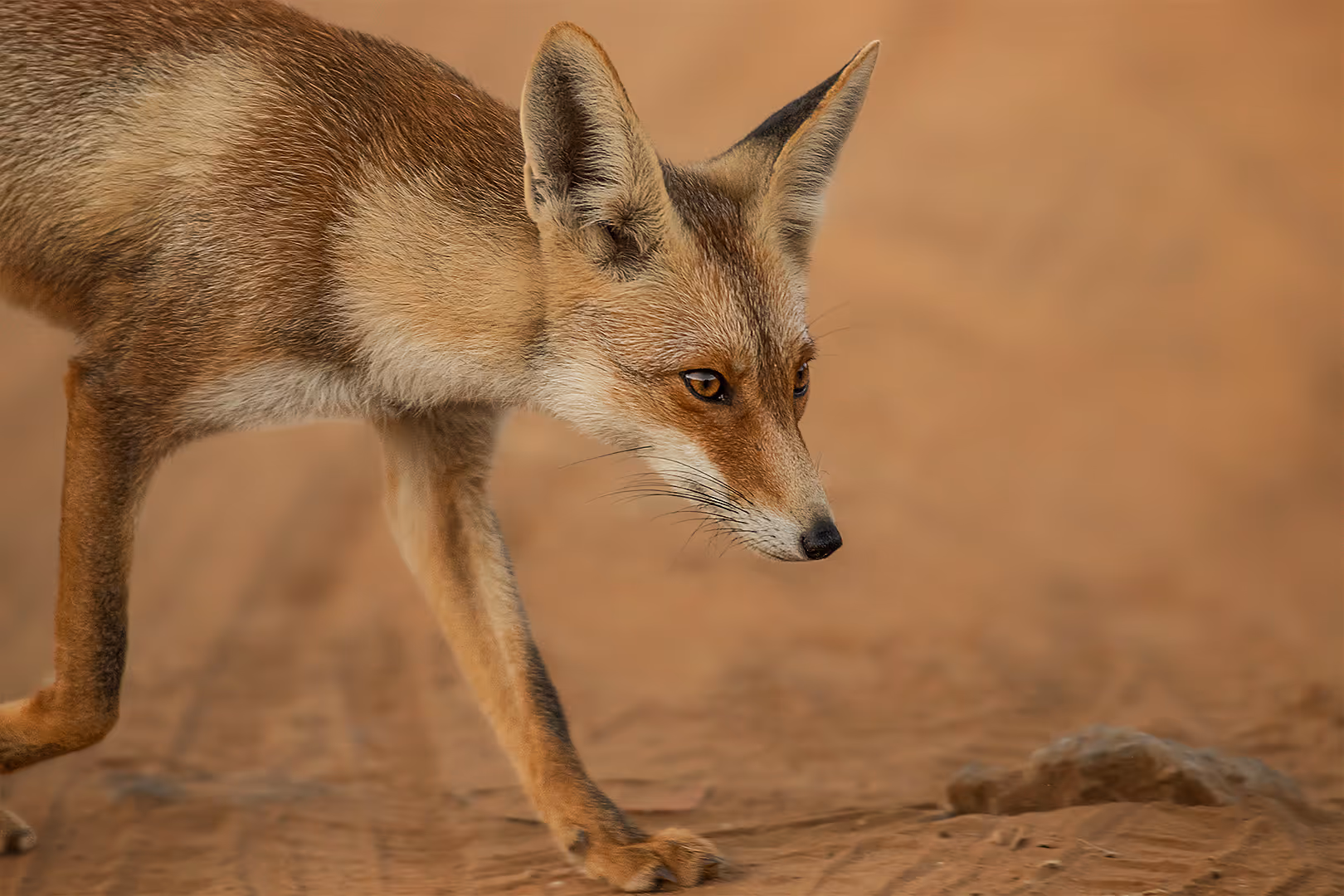 שועל מצוי הולך בתקריב