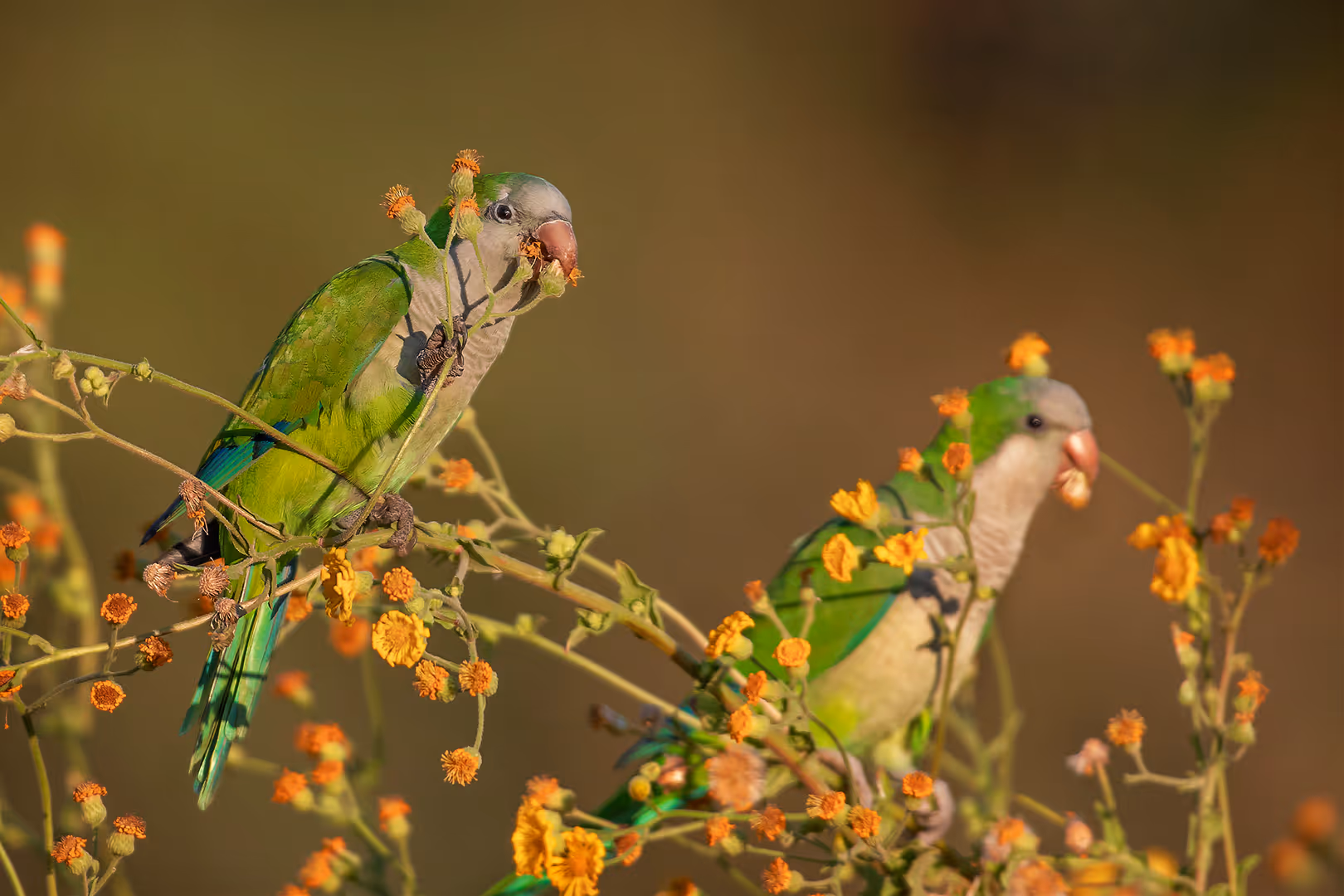 תוכים נזיריים אוכלים פרחים
