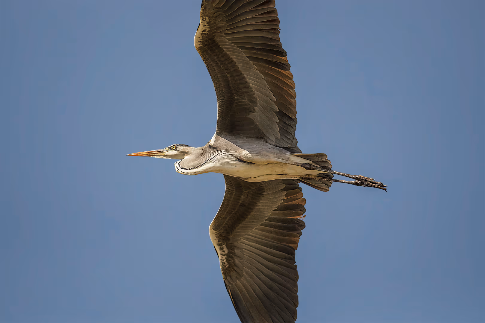 אנפה אפורה בתעופה