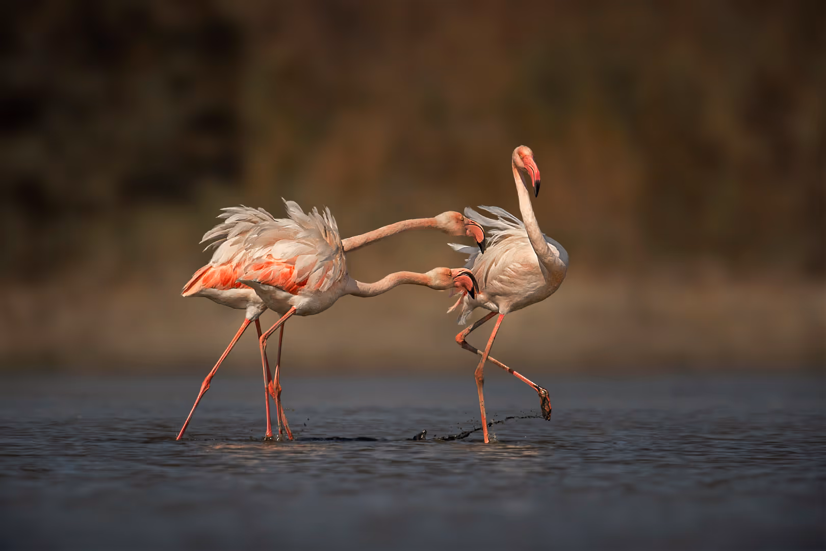 פלמינגוים מצויים מנסים לתקוף