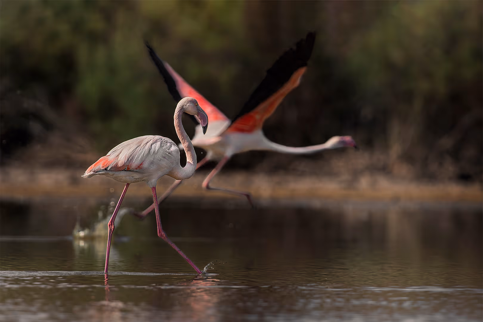 פלמינגו מצוי הולך ופלמינגו מצוי ממריא