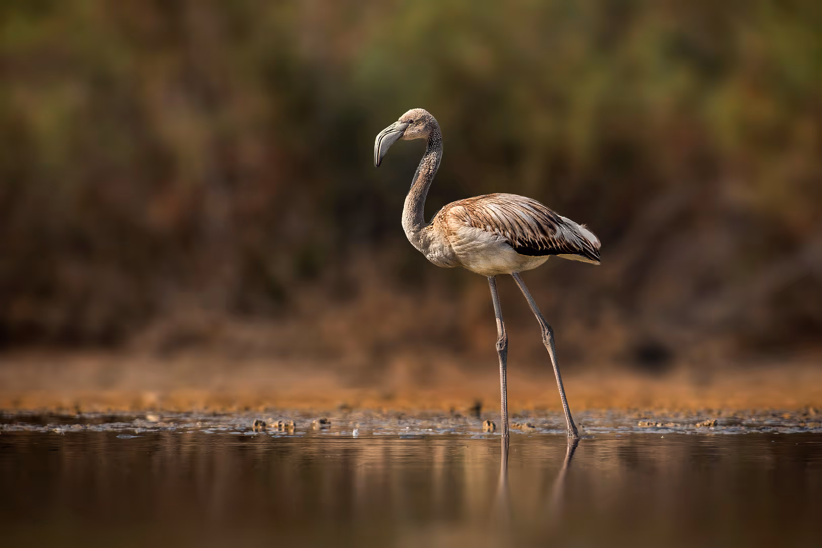 פלמינגו מצוי צעיר
