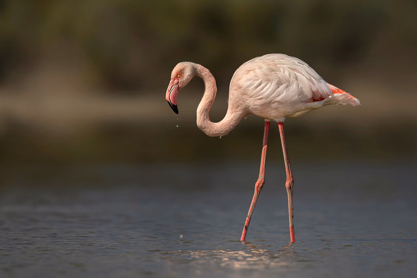 פלמינגו מצוי עם טיפות מים