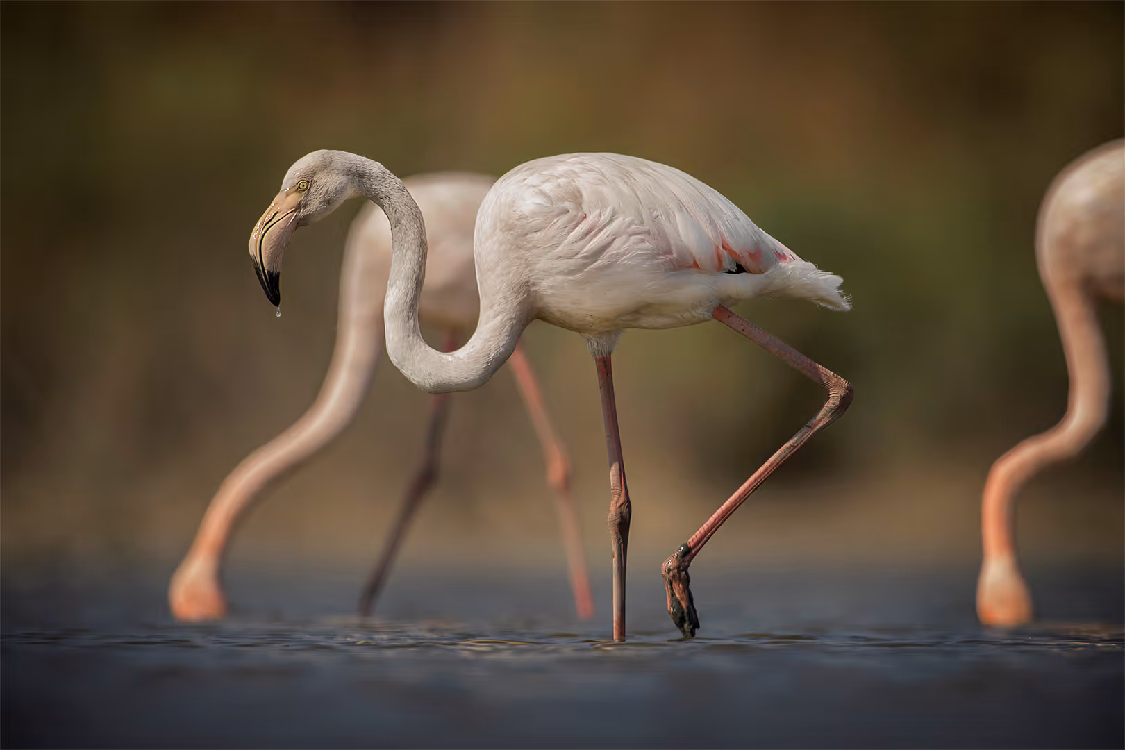 פלמינגוים מצויים באכילה 