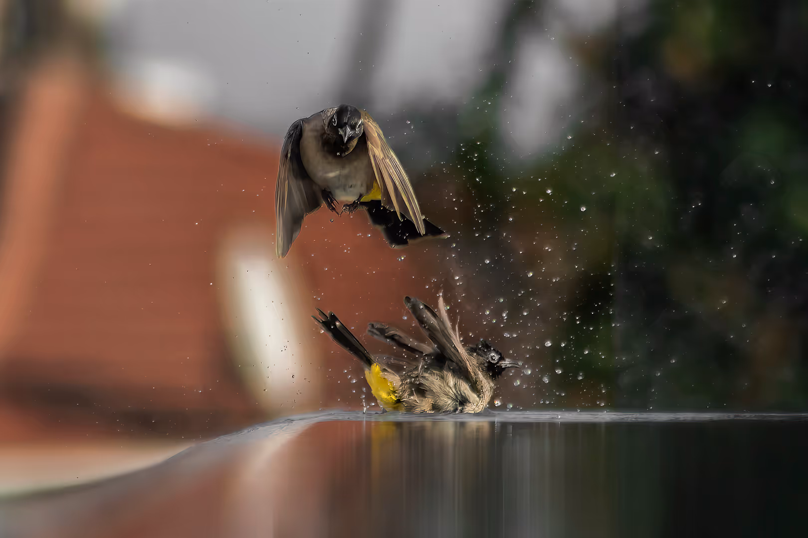 בולבולים מתרחצים ועפים