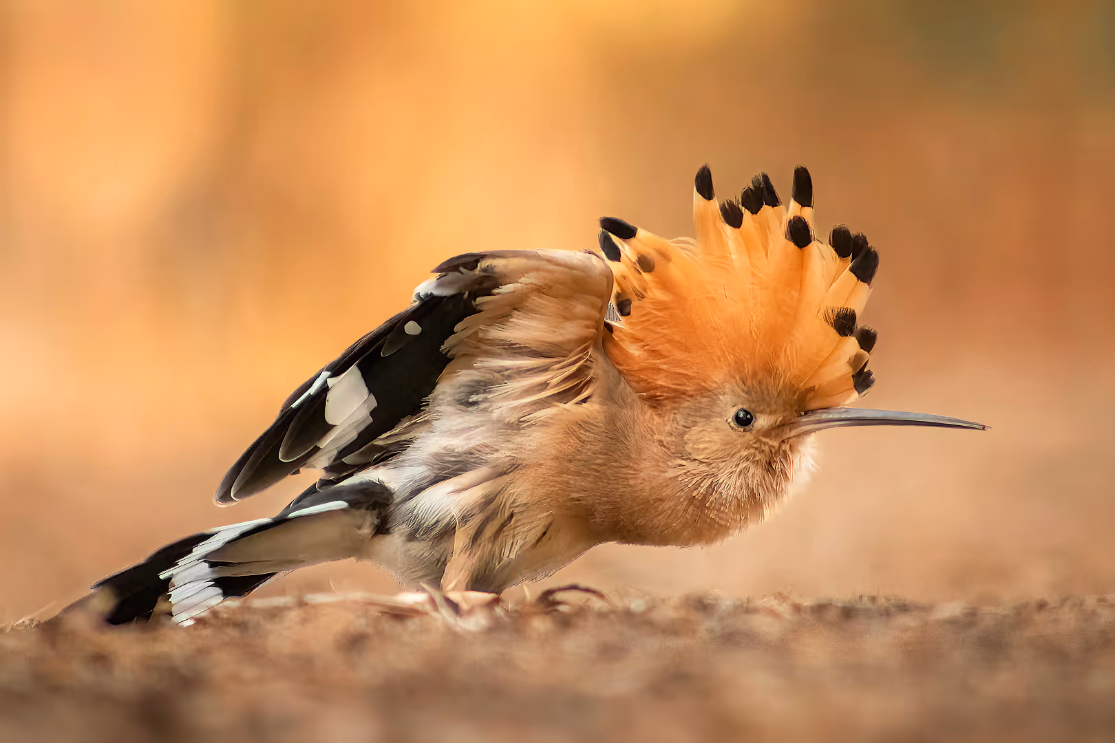דוכיפת על רקע זהוב