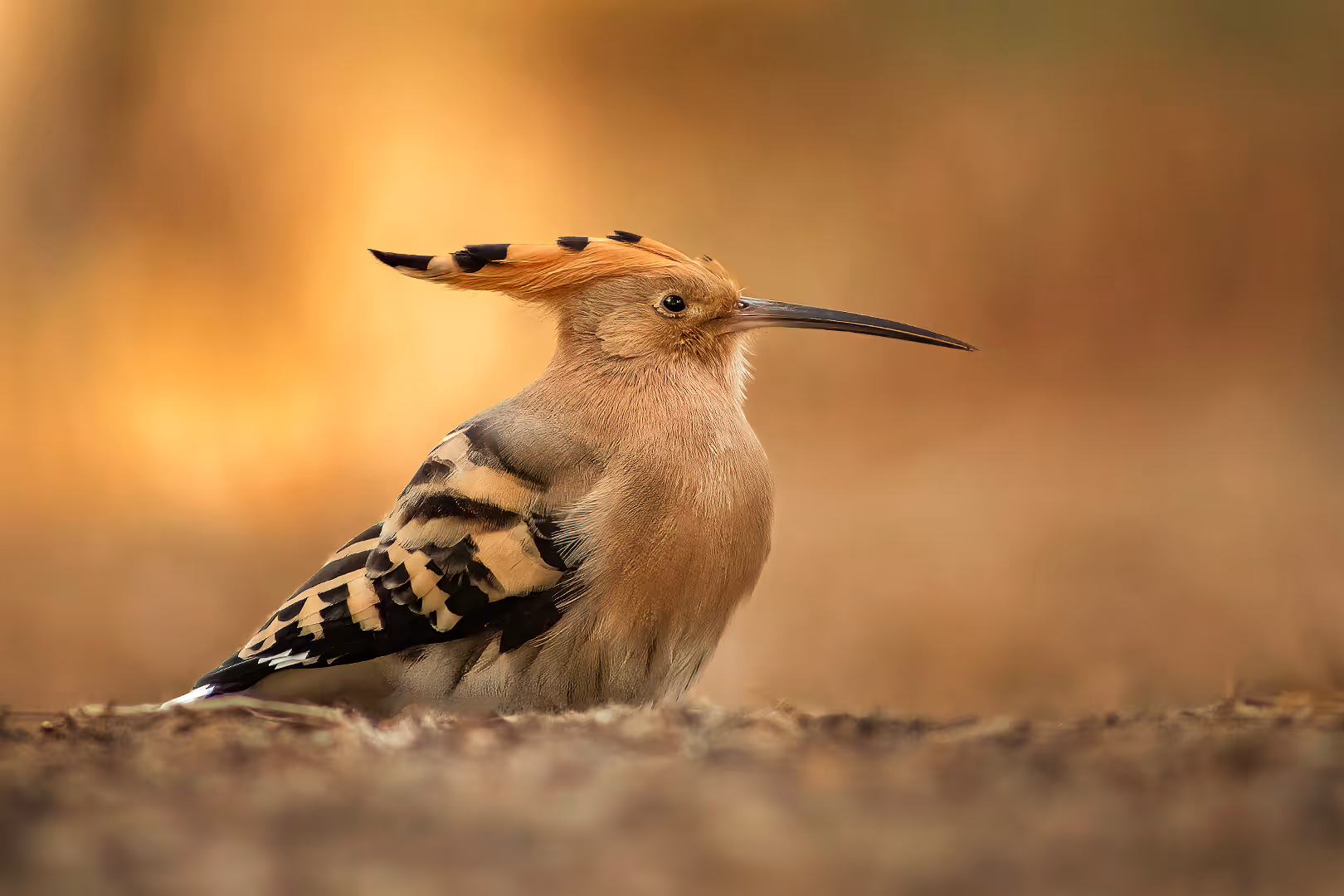 דוכיפת מכובדת על רקע זהוב
