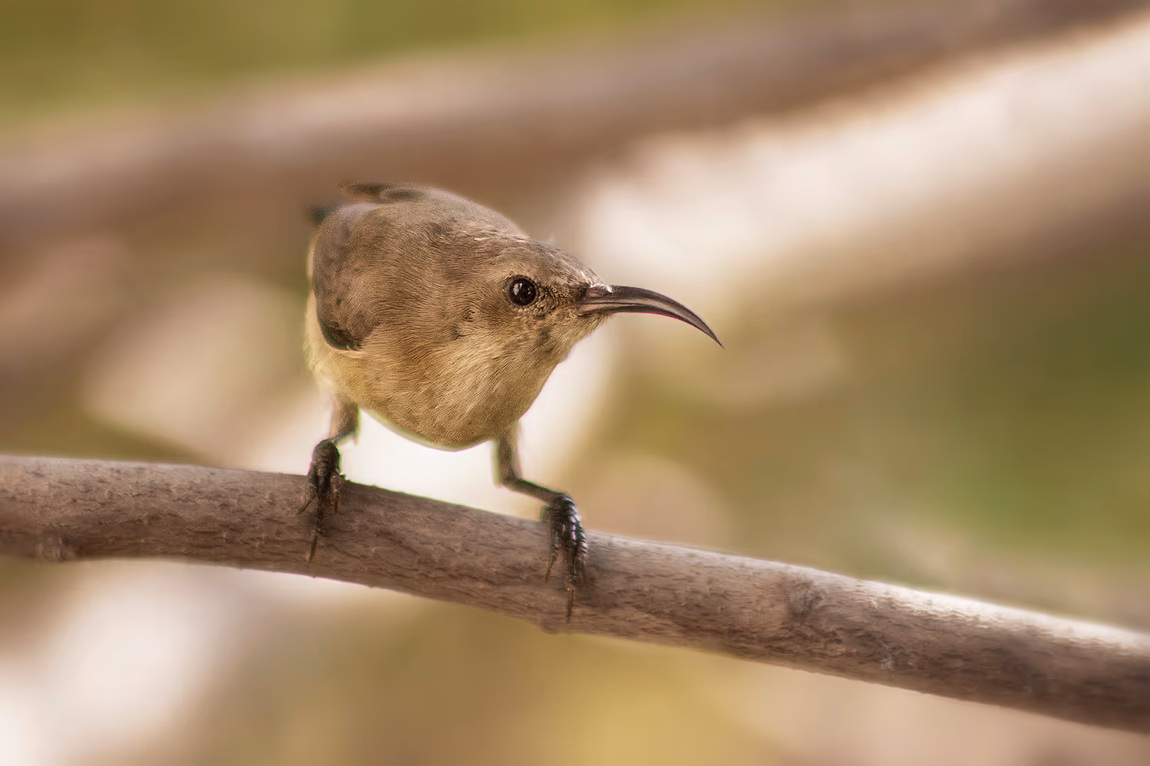 צופית בוהקת נקבה מביטה מקרוב