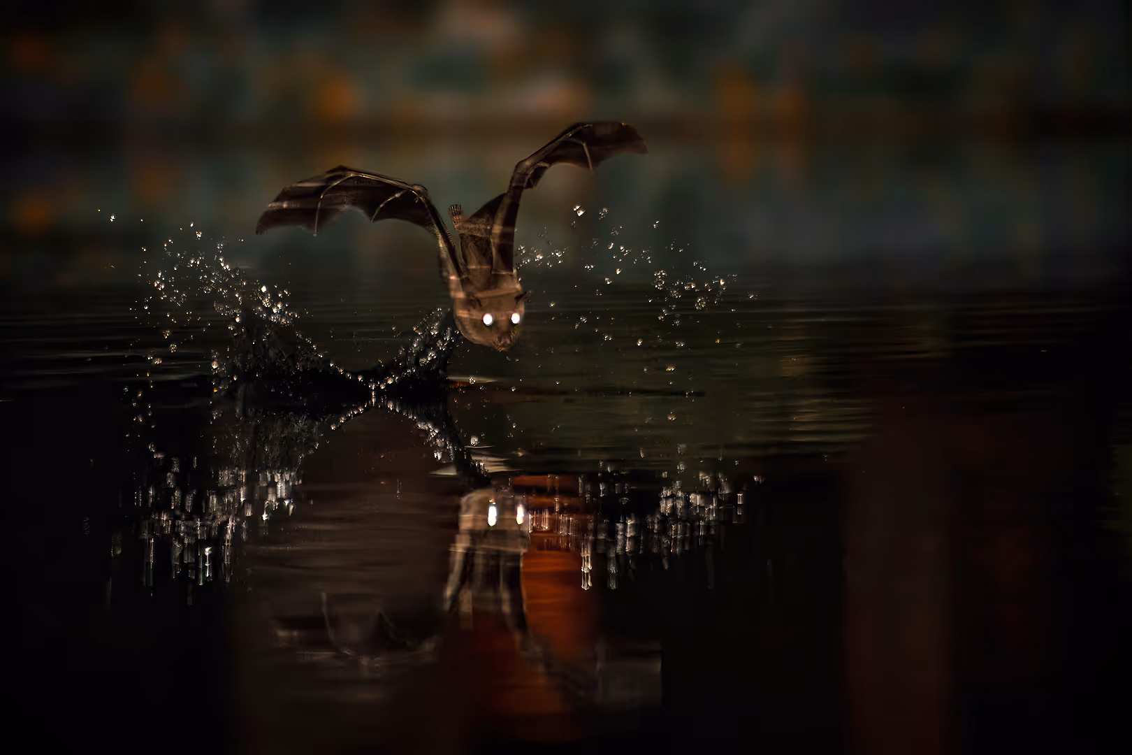 עטלף פירות מצוי בגיחת שתייה לילית