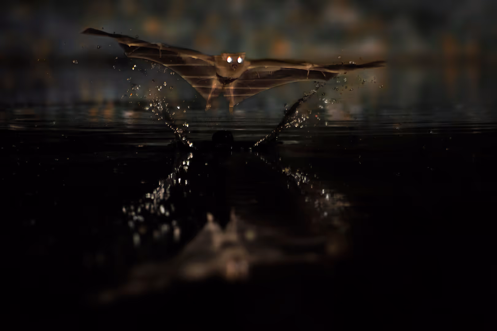 עטלף פירות מצוי בגיחת שתייה לילית