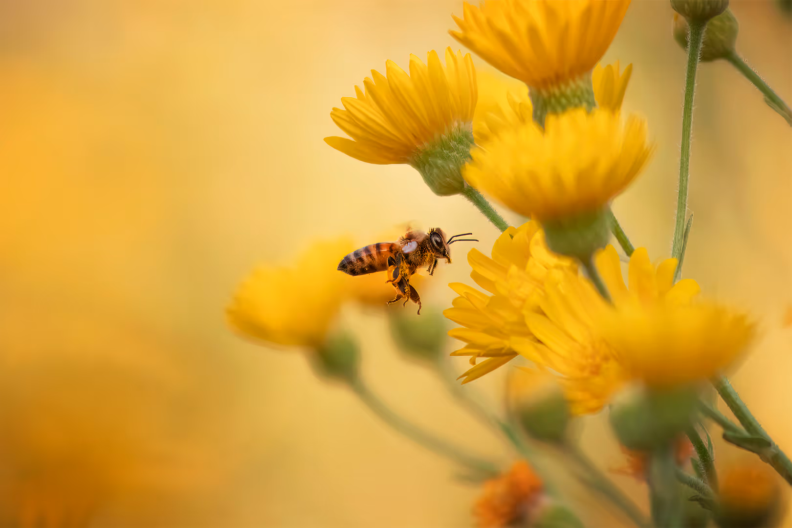 דבורת הדבש עפה בין פרחים צהובים
