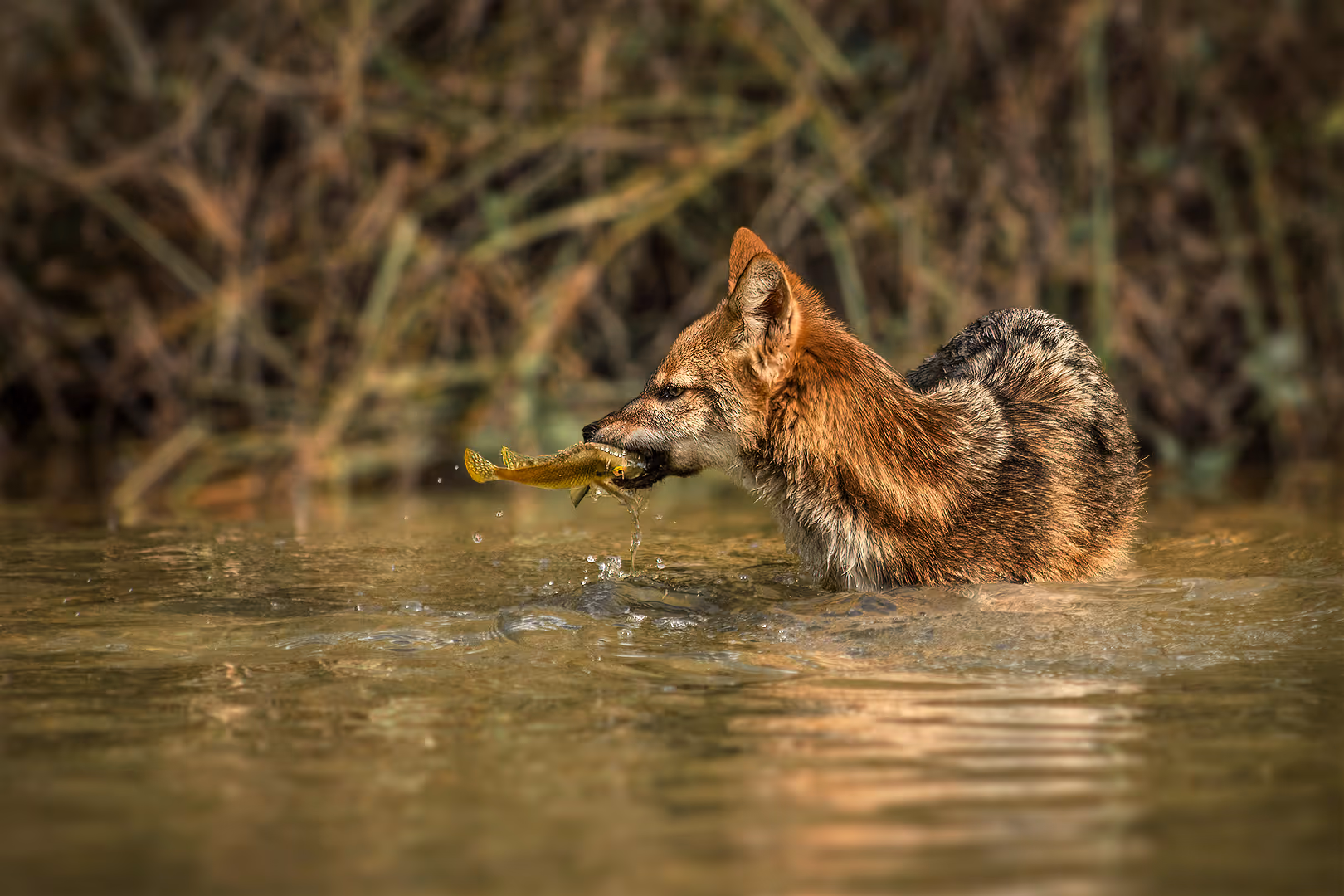 תן זהוב עם דג במים