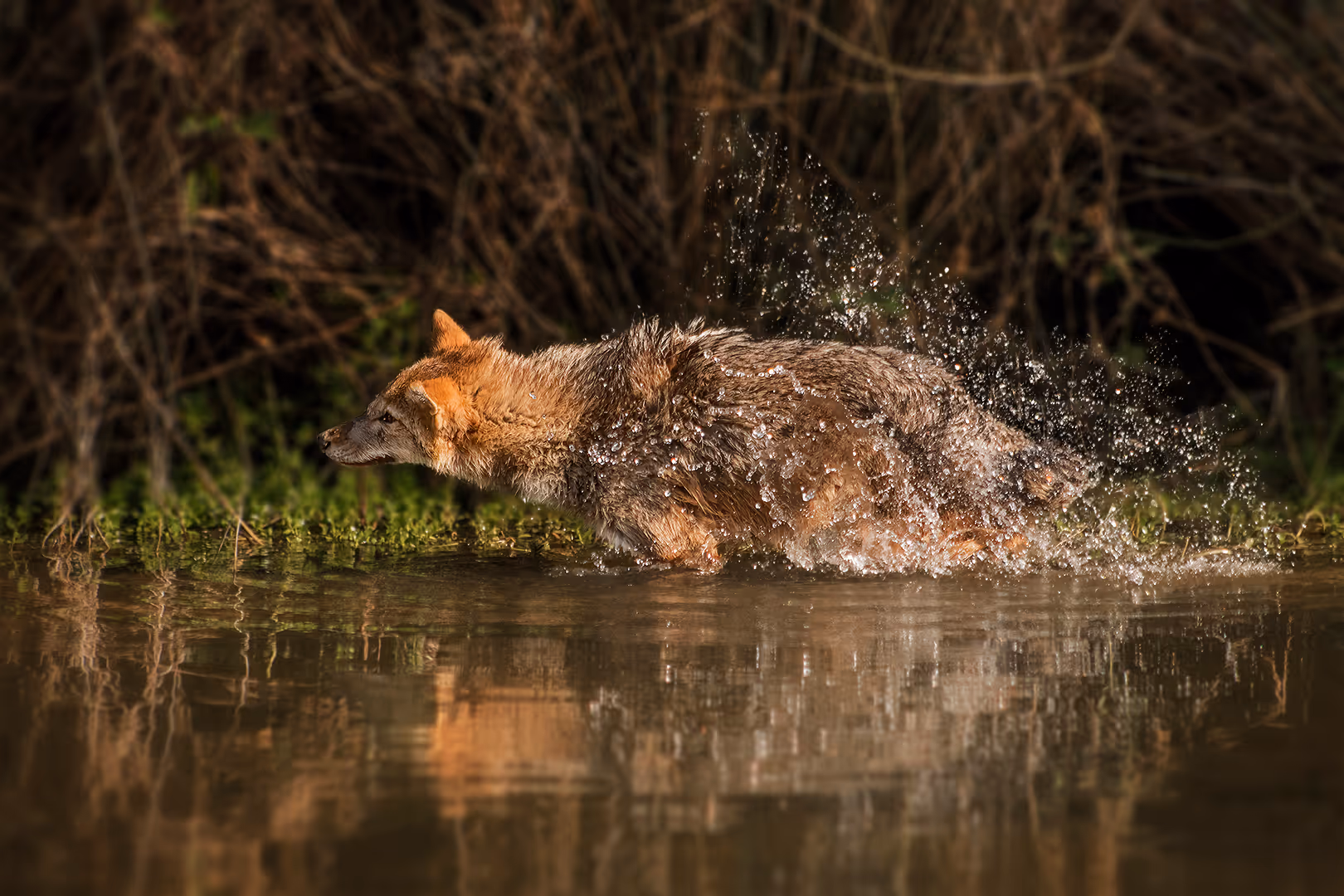 תן זהוב מתנער במים