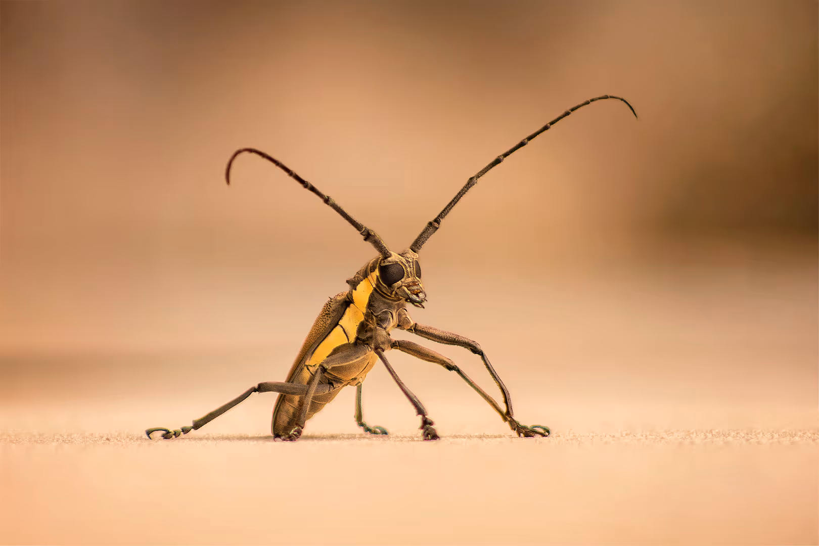 יקרונית התאנה בתקריב