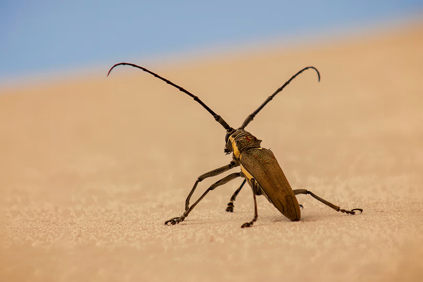 יקרונית התאנה בתקריב מאחור