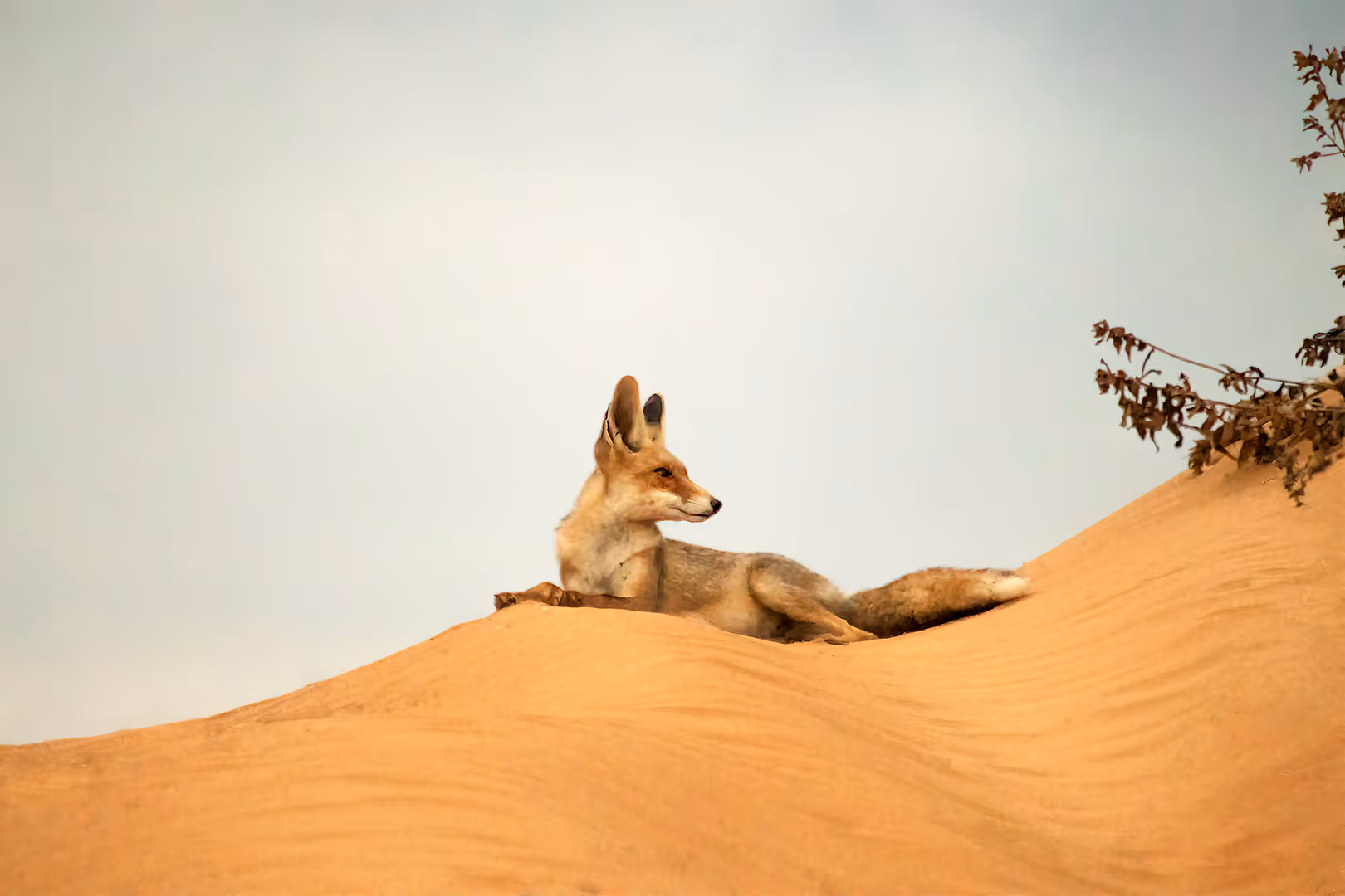 שועל מצוי נח על דיונה