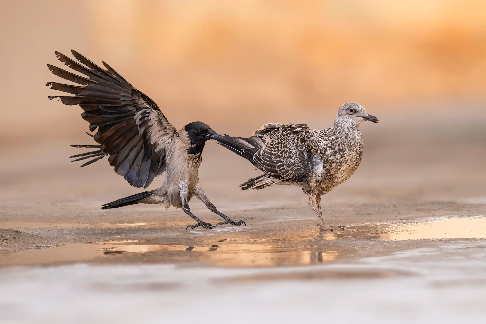 עורב אפור מציק לשחף צהוב רגל צעיר