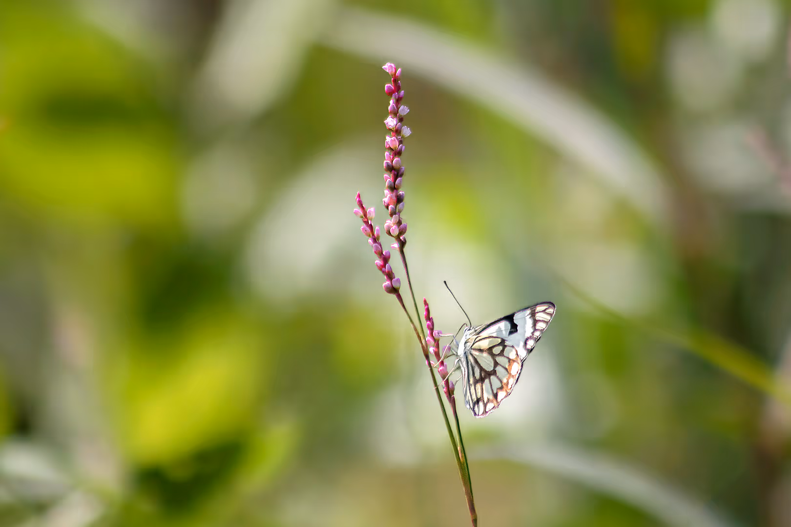 לבנין משויש על ארכובית משונשנת
