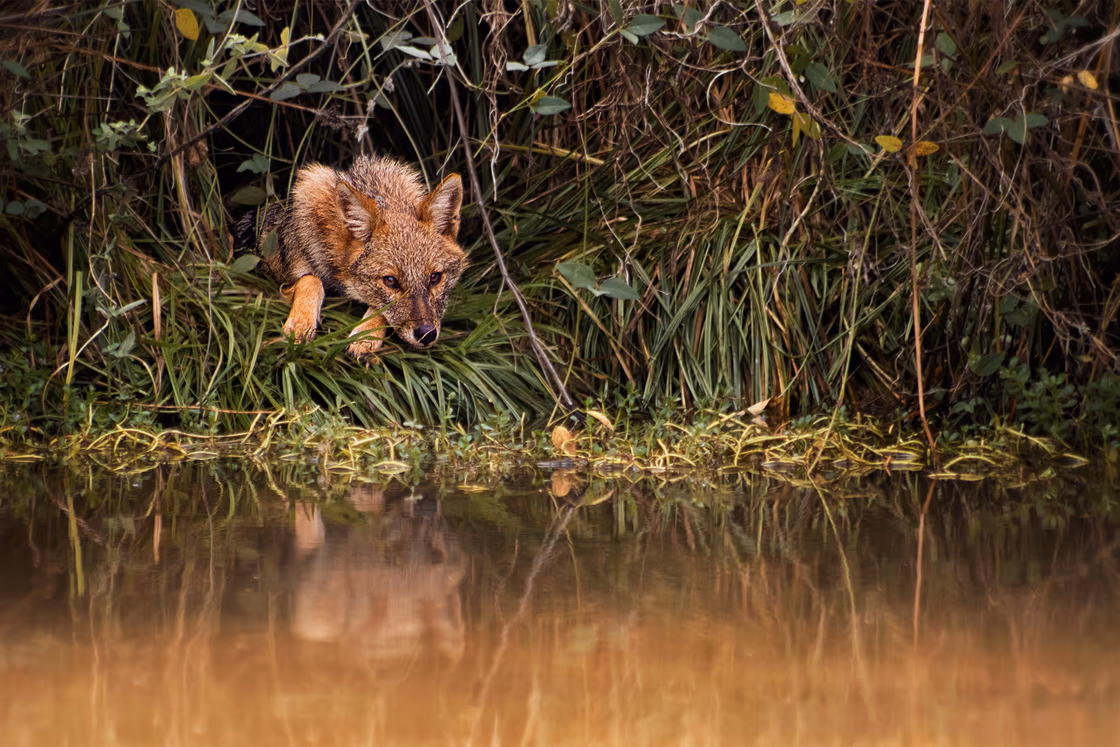 תן זהוב נח על שפת המים