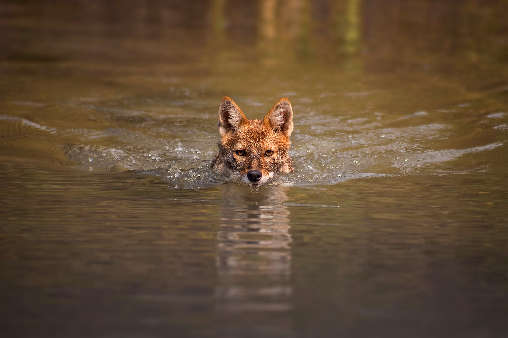 תן זהוב שוחה במים