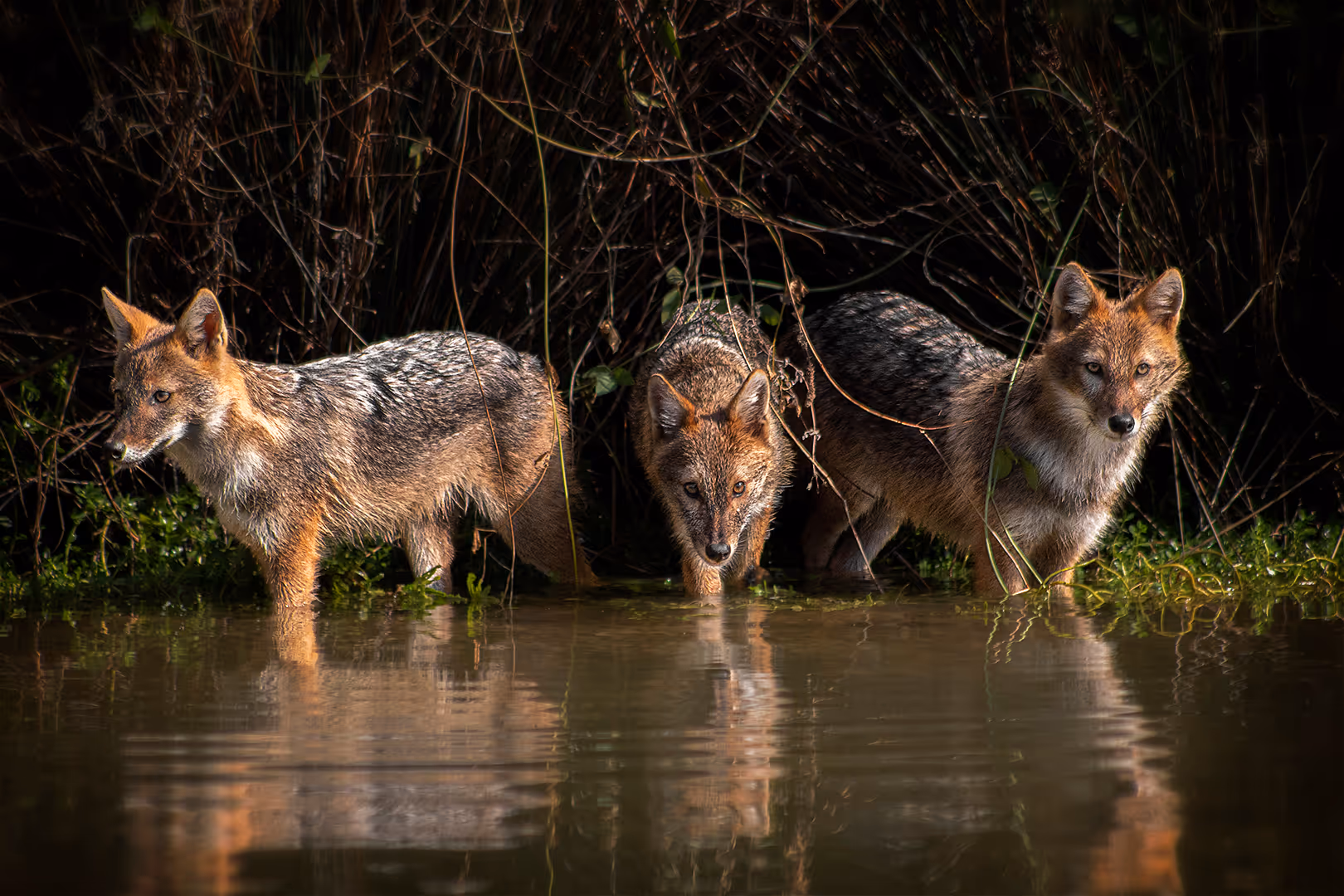 שלושה תנים זהובים נכנסים למים