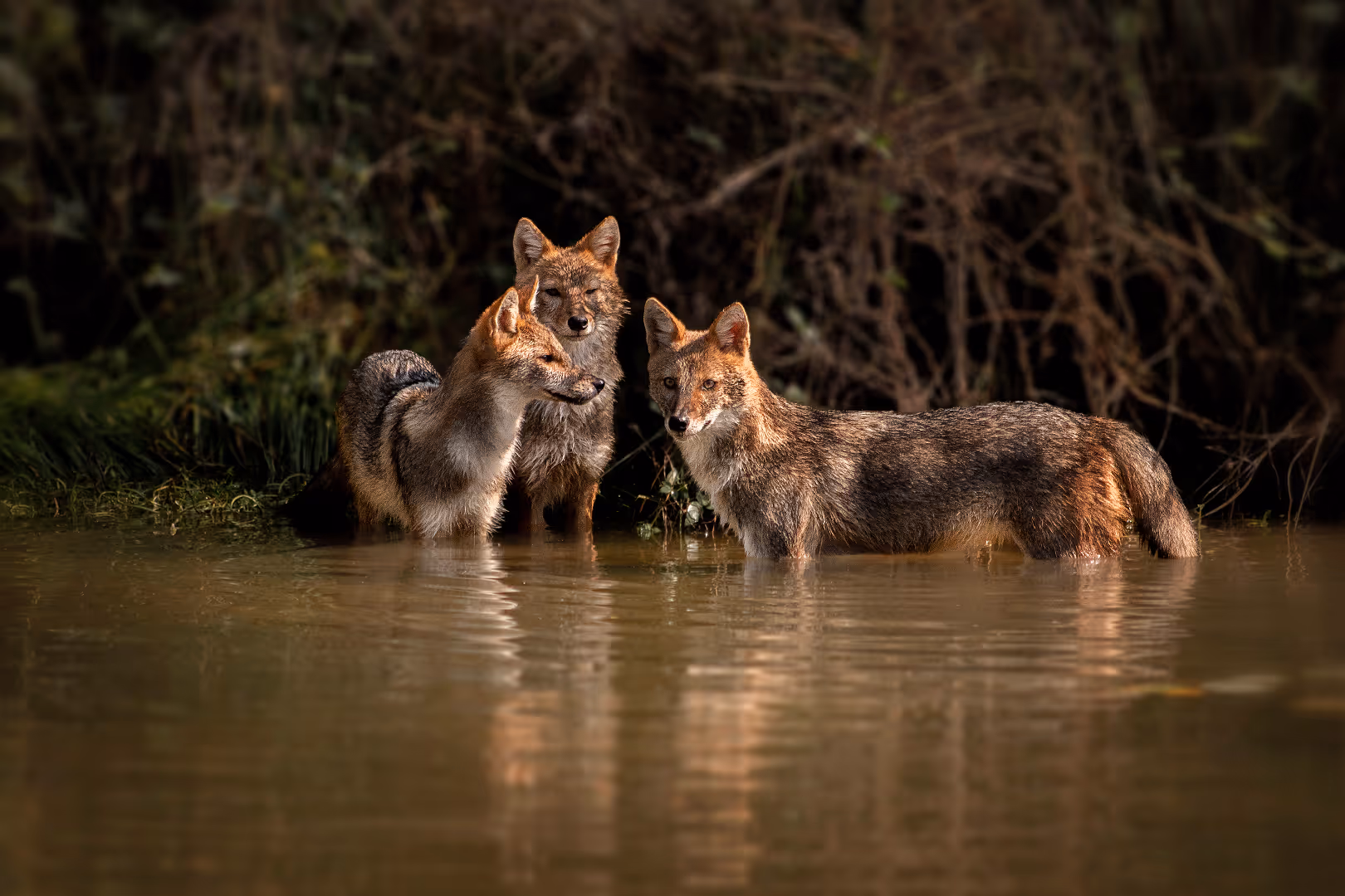 שלושה תנים זהובים עומדים במים
