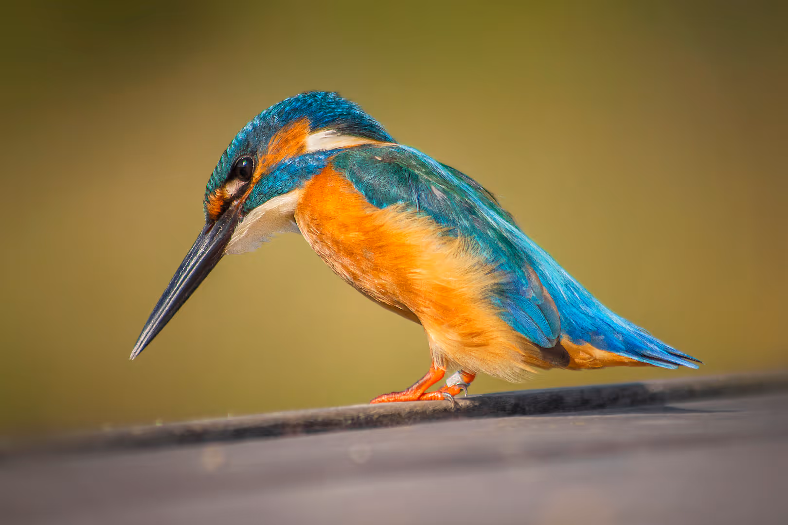 שלדג גמדי מביט למטה