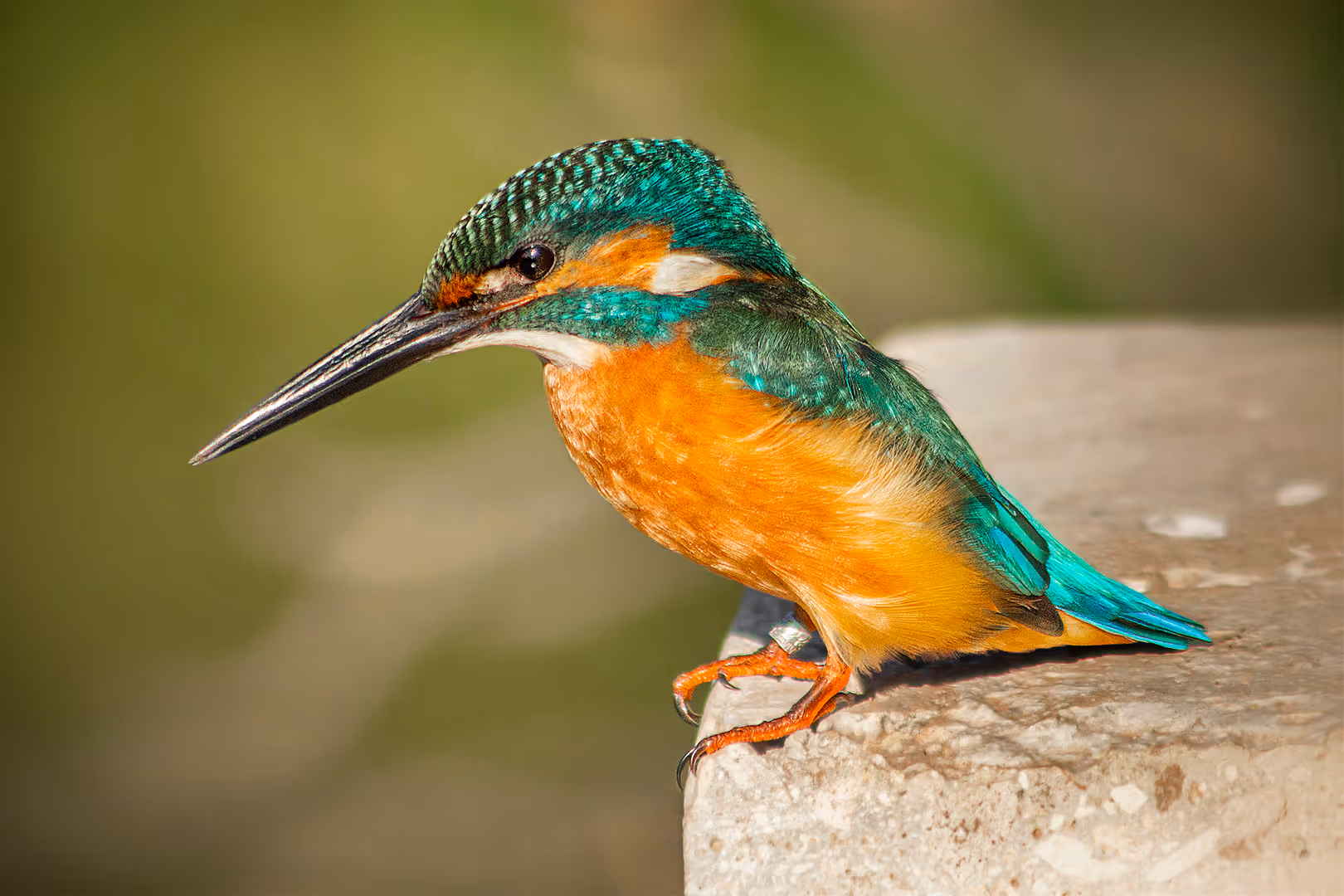 שלדג גמדי מביט למטה