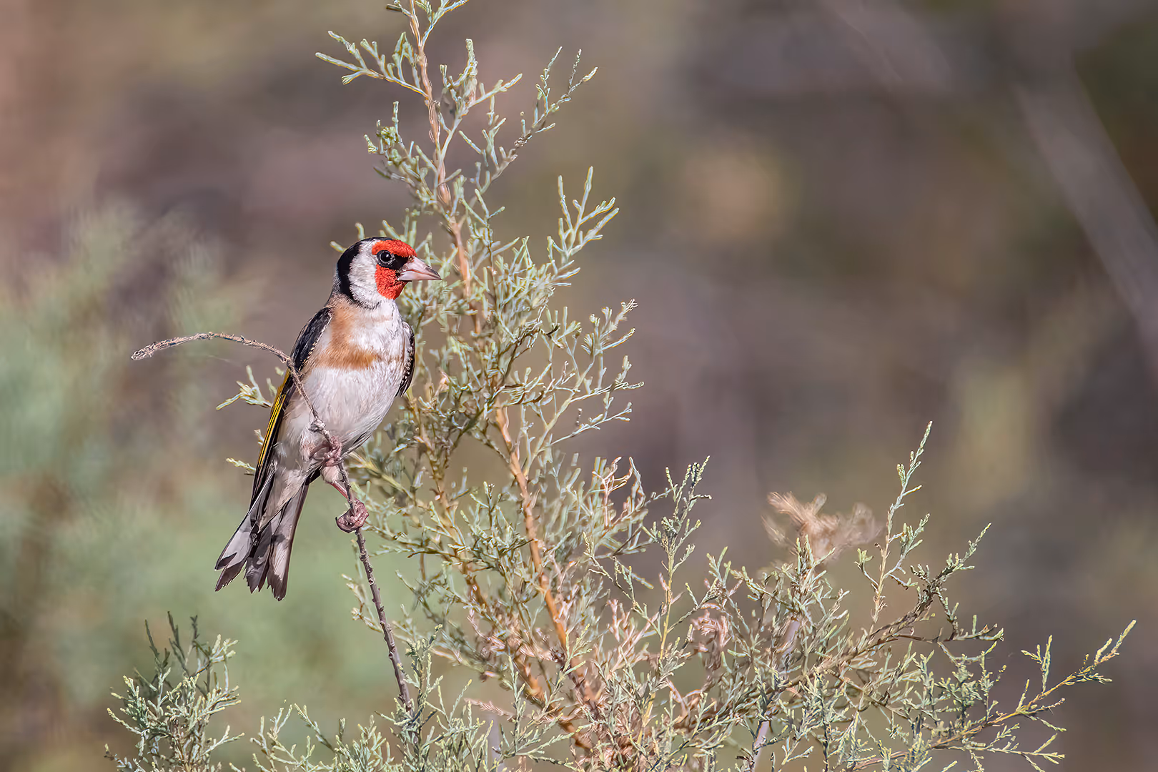 חוחית על שיח