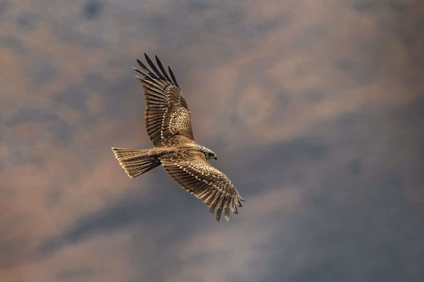 דיה שחורה בתעופה