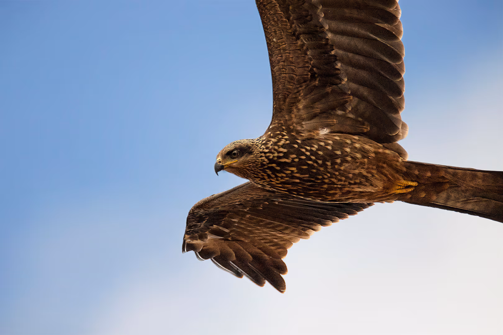 דיה שחורה בתעופה בתקריב