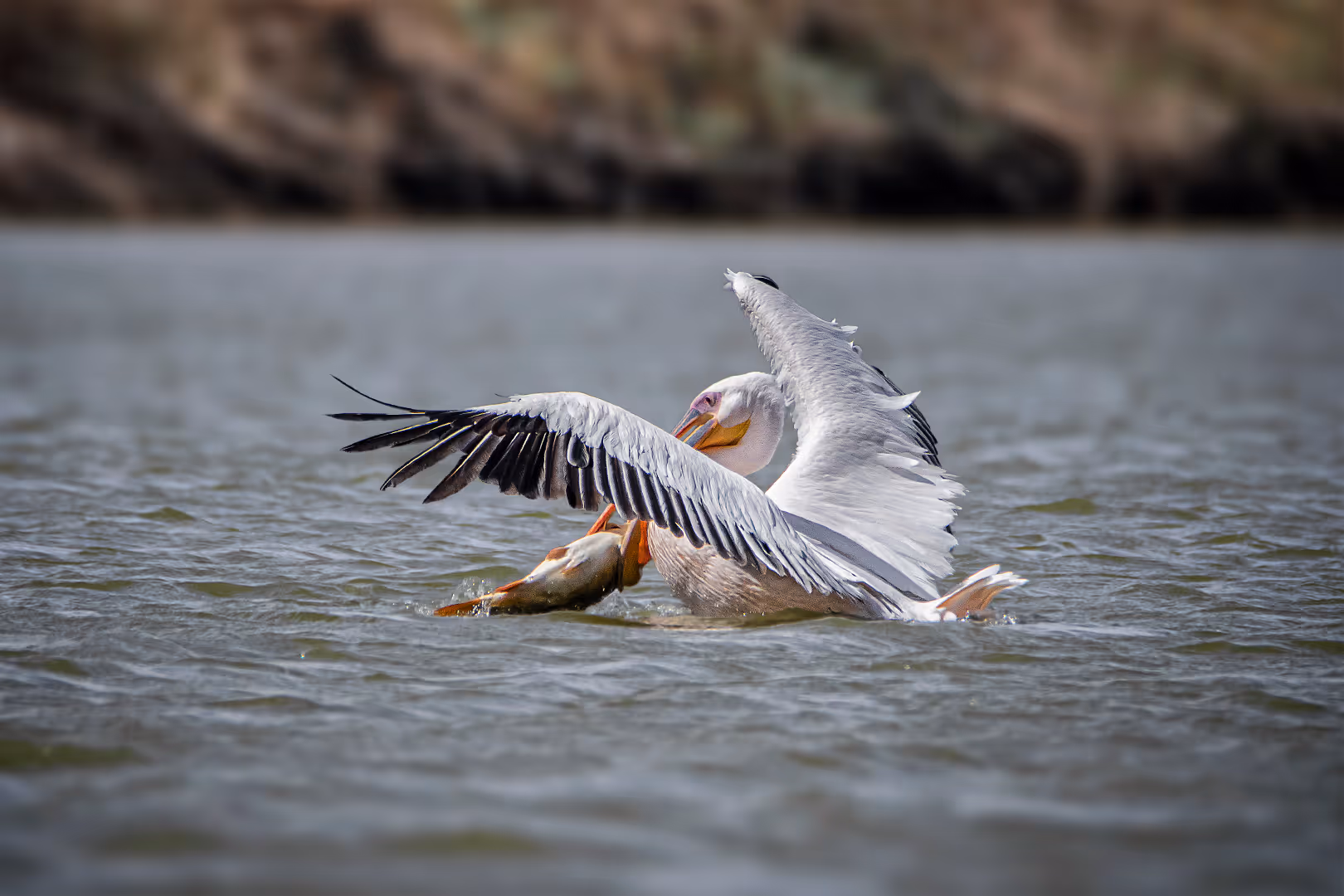 שקנאי תופס דג גדול