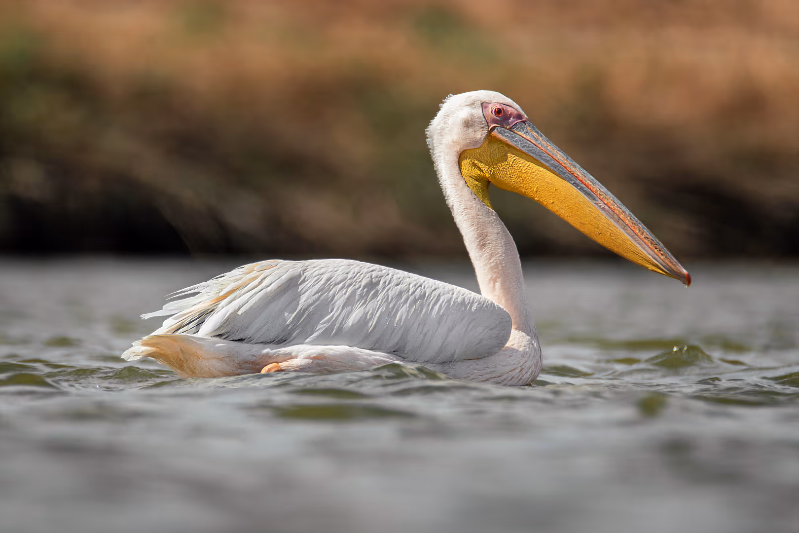 שקנאי שט על פני המים