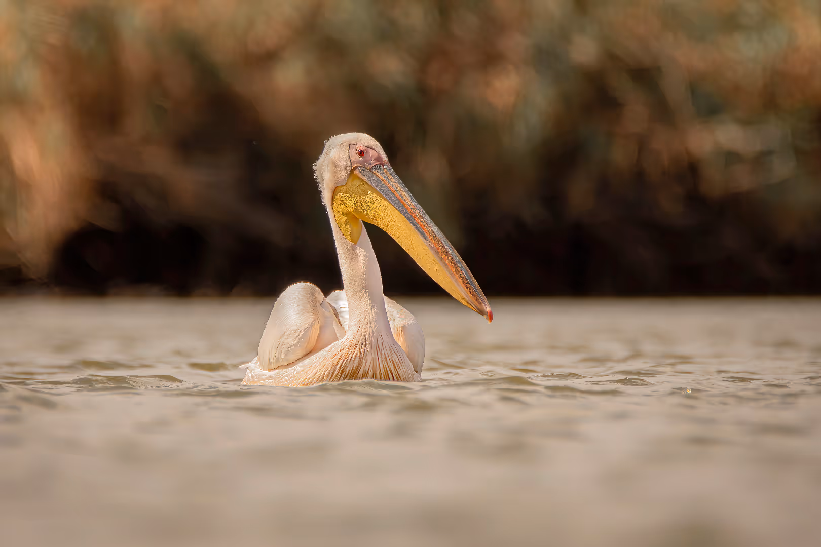 שקנאי במנוחה על פני המים