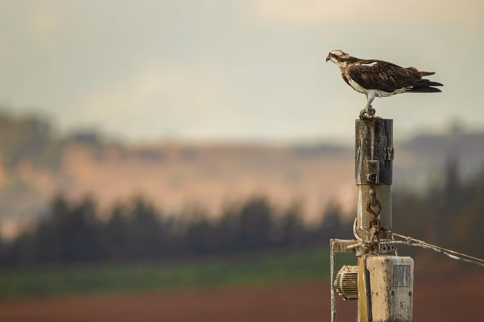 שלך מביט על העמק