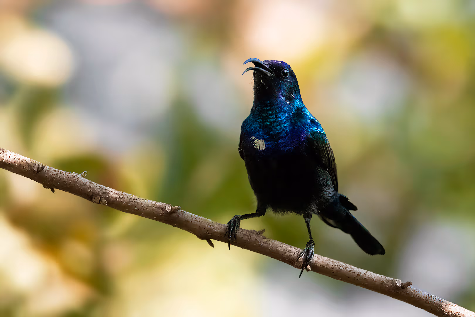 צופית בוהקת על ענף
