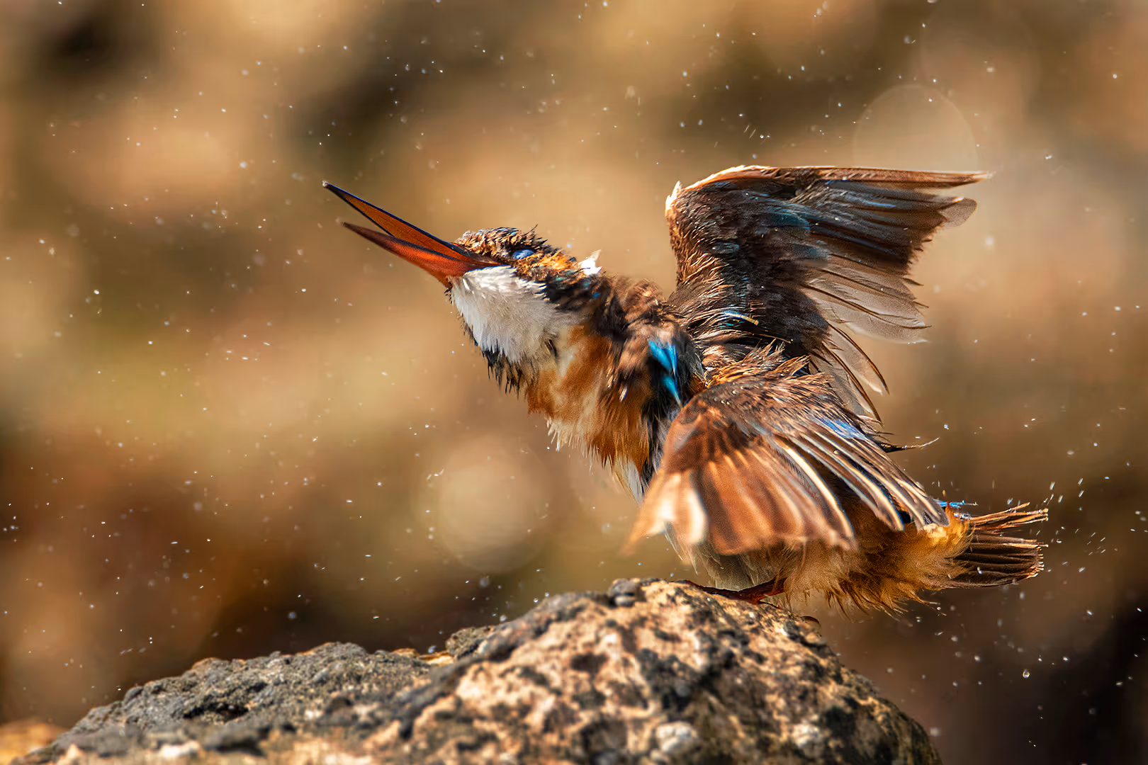 שלדג גמדי מתנער ממים