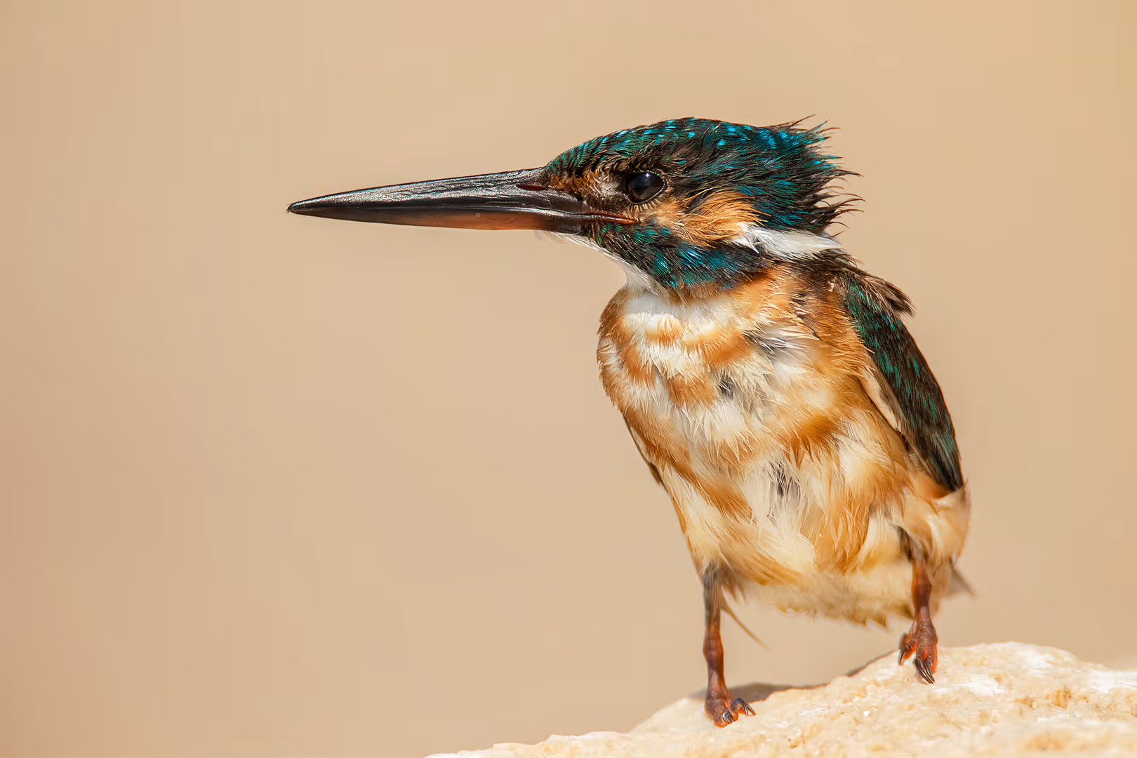 שלדג גמדי על רקע החוף