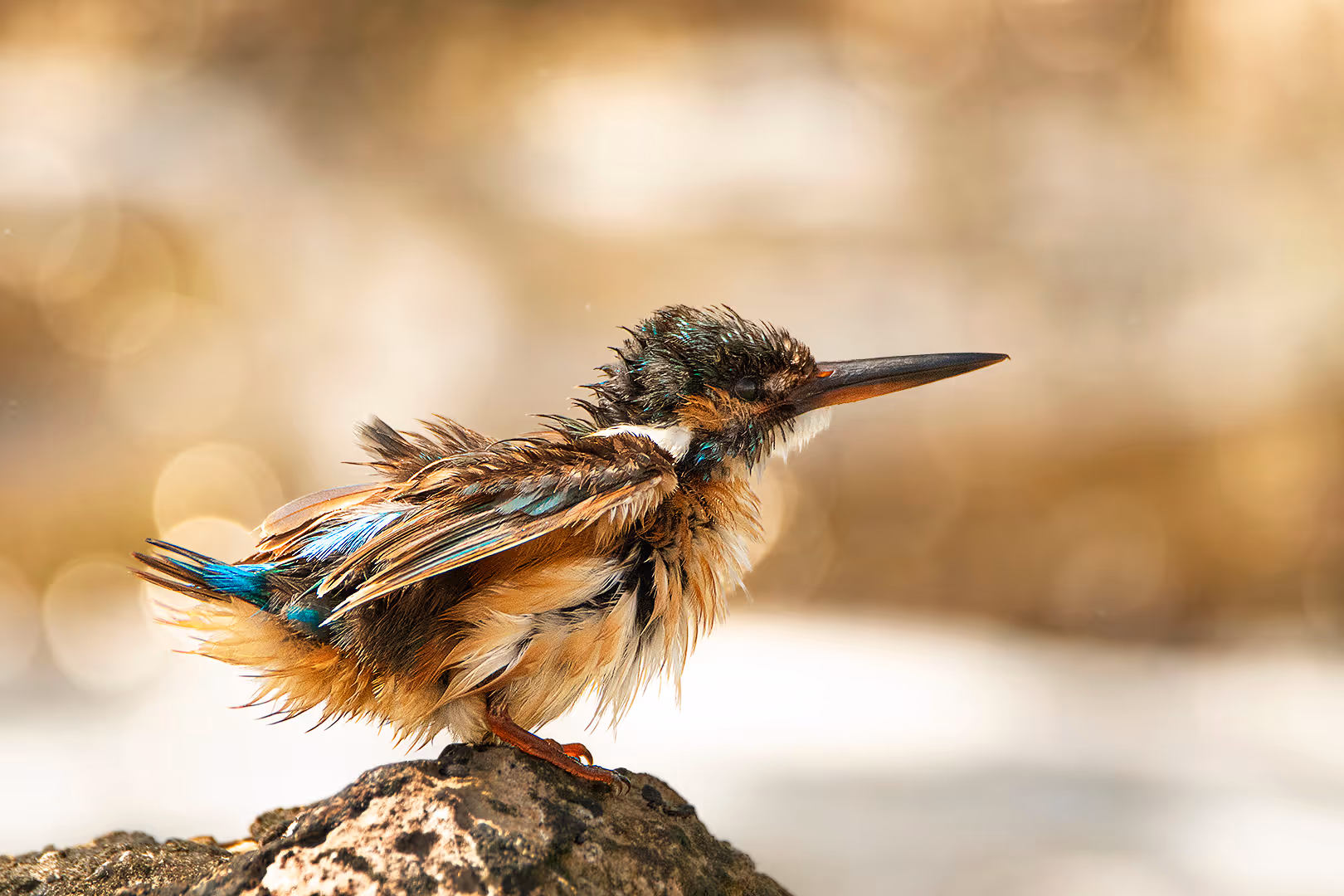 שלדג גמדי מתנער על רקע החוף 