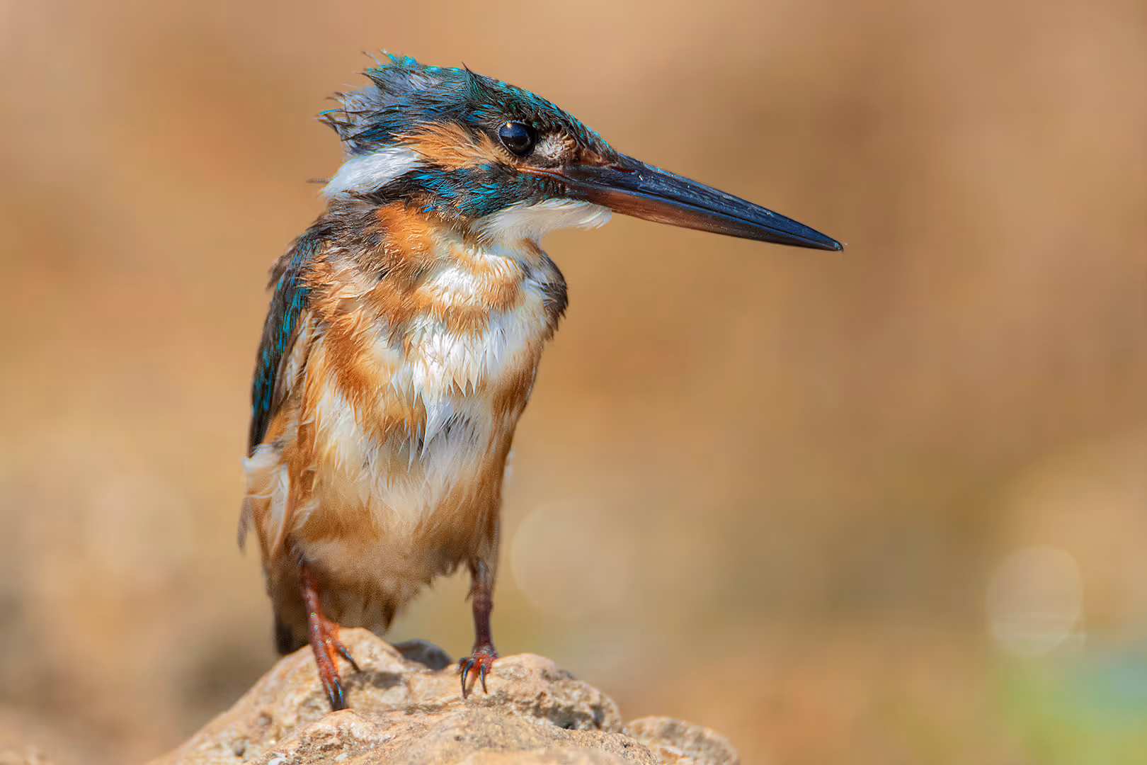 שלדג גמדי בתקריב על רקע החוף