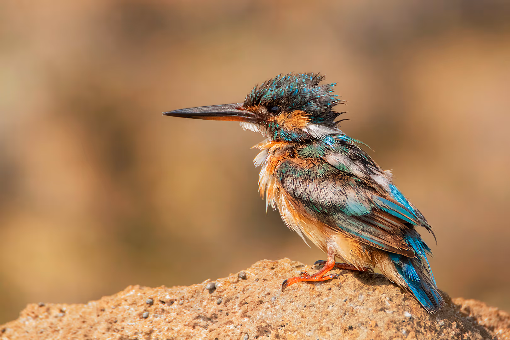 שלדג גמדי פרוע על רקע החוף