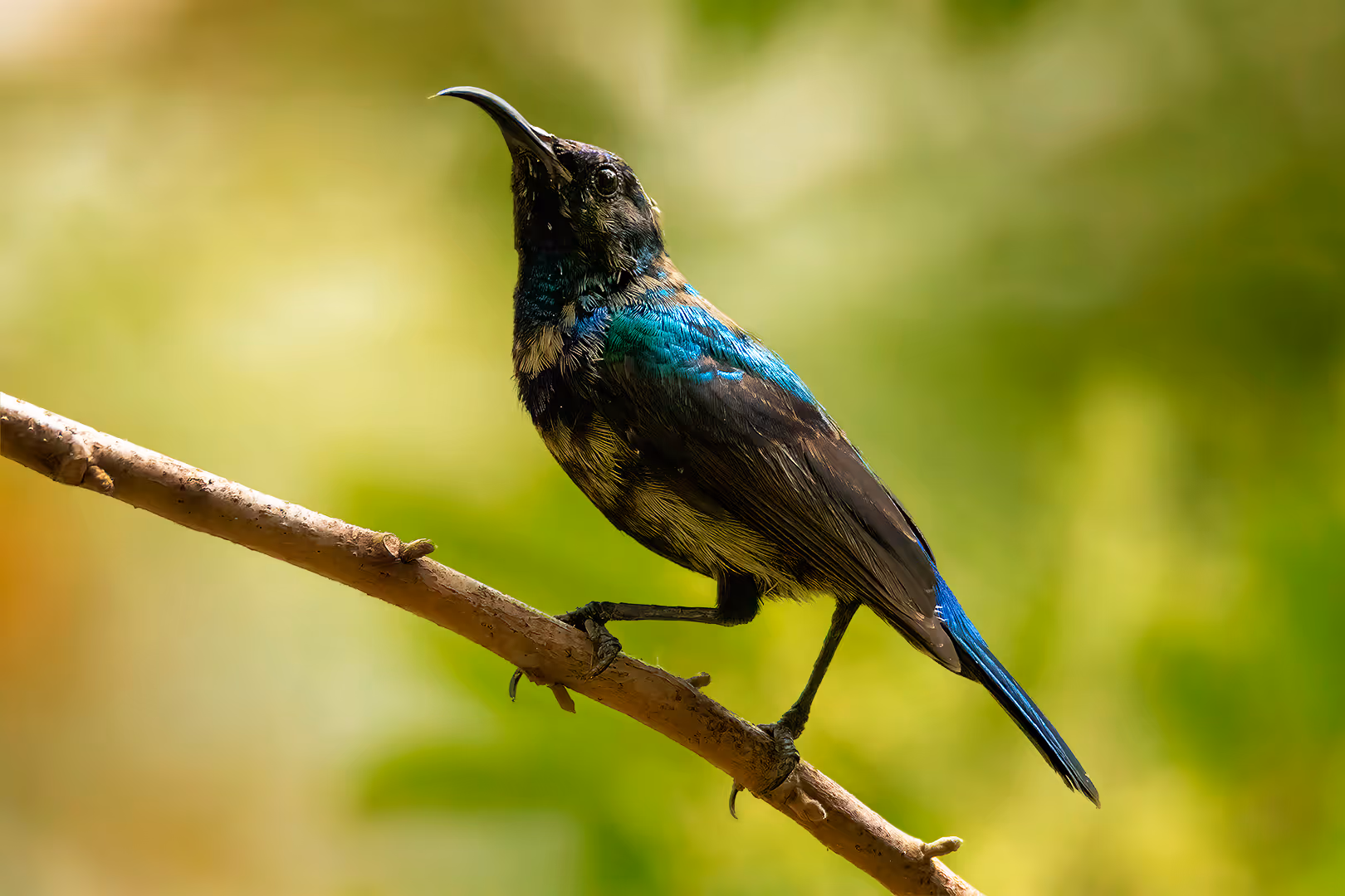 צופית בוהקת על ענף