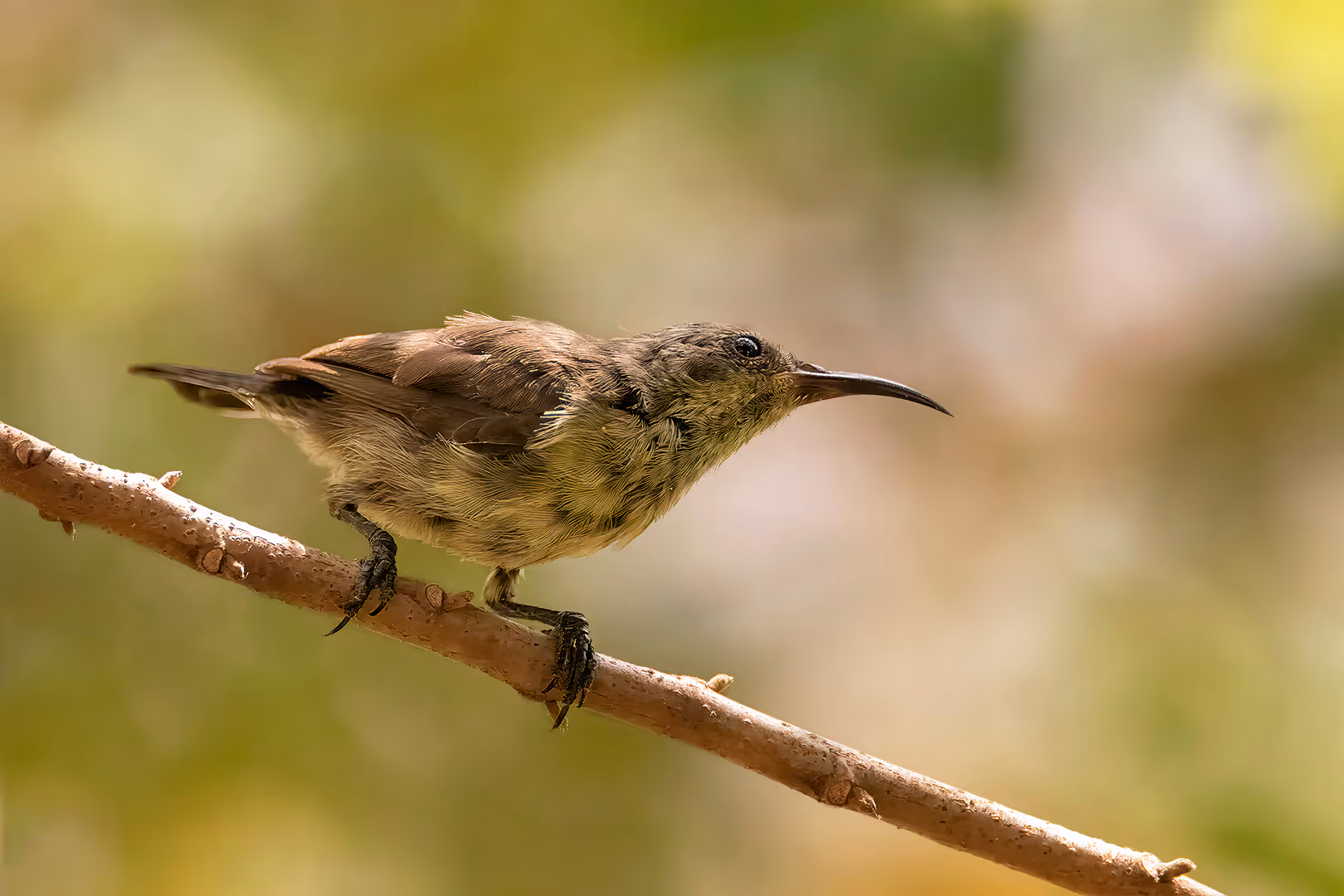 צופית בוהקת נקבה על ענף