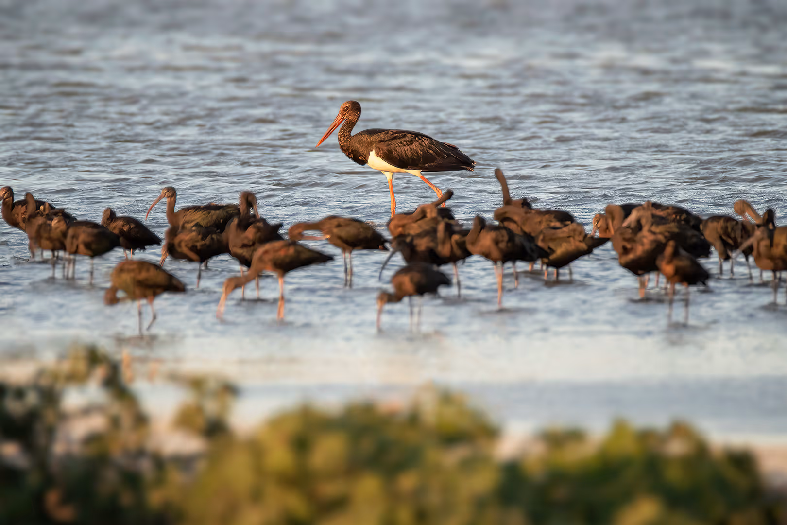 חסידה שחורה עם מגלנים חומים